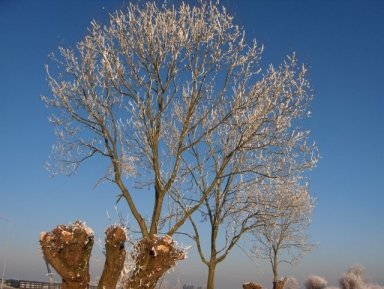 bomen met rijp